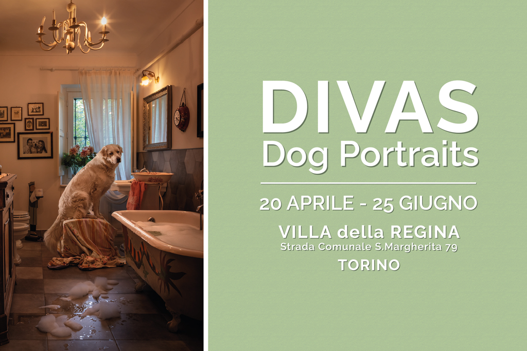 DIVAS - Dog Portraits