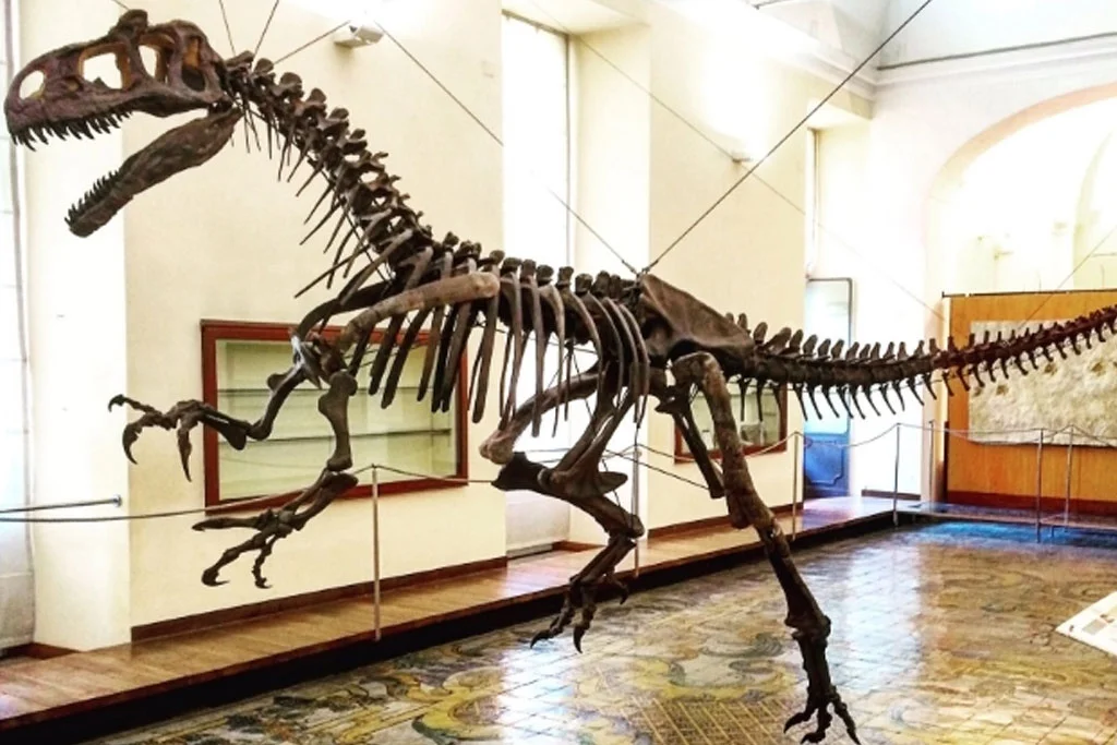 Museo di paleontologia