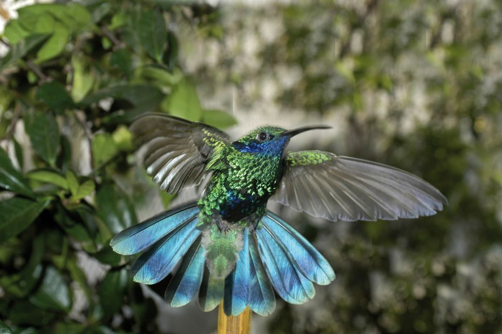 Genova: biglietto di ingresso per la Biosfera