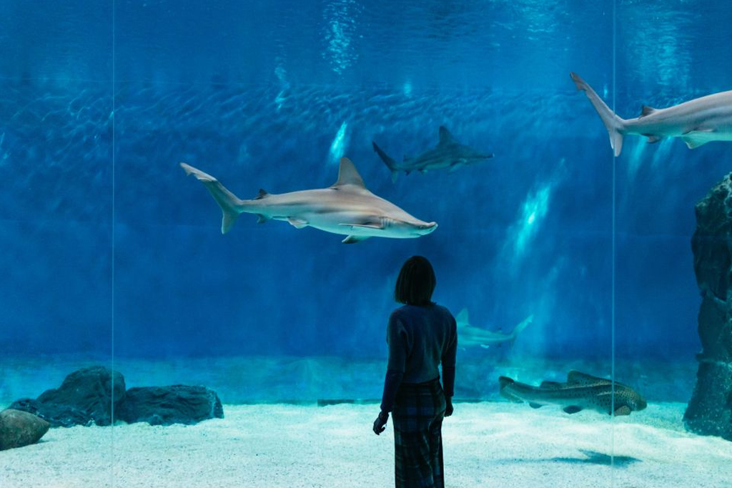 Acquario di Genova: ingresso e pranzo